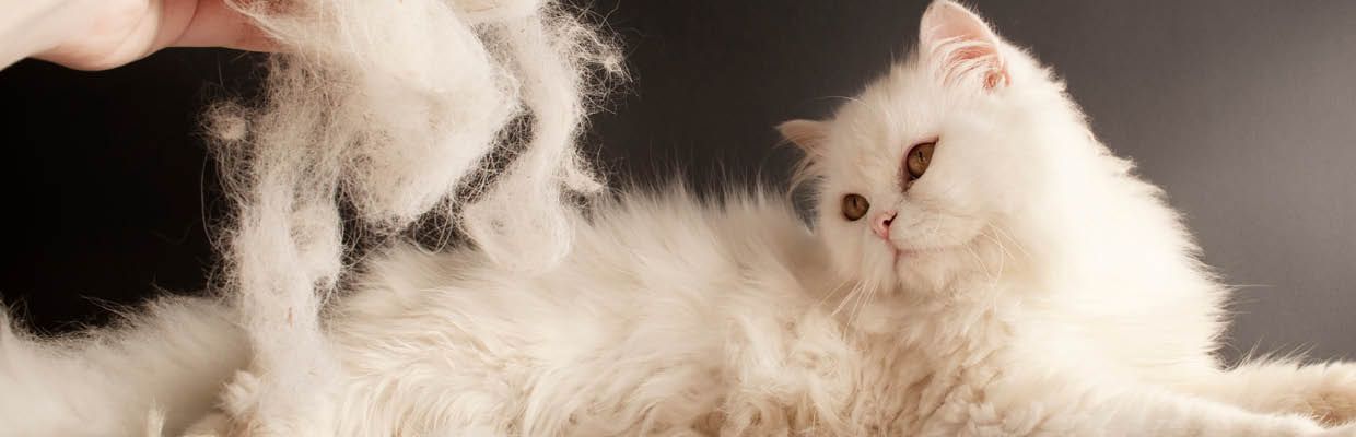 Fellwechsel bei der Katze