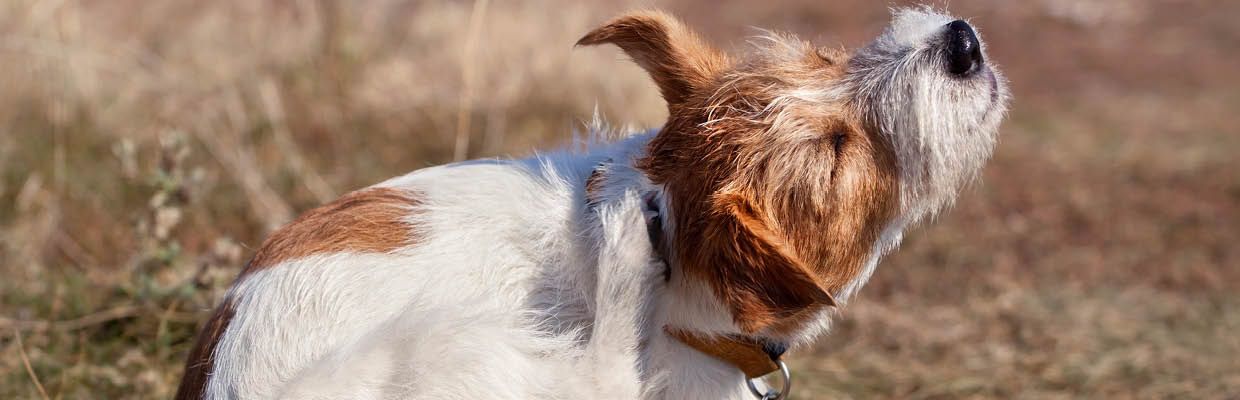 Hund Juckreiz Allergie