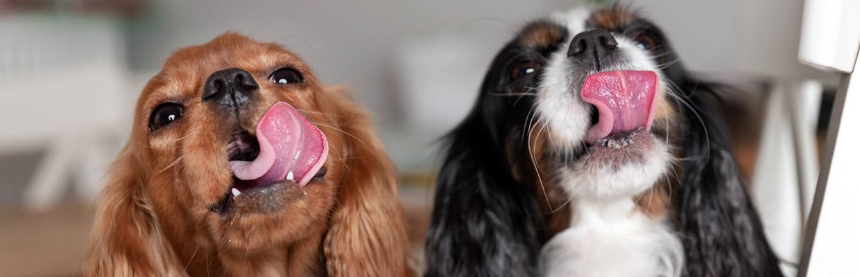 Halbfeuchtfutter für Hunde