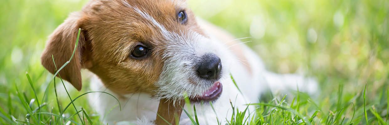 Kauartikel für Hunde