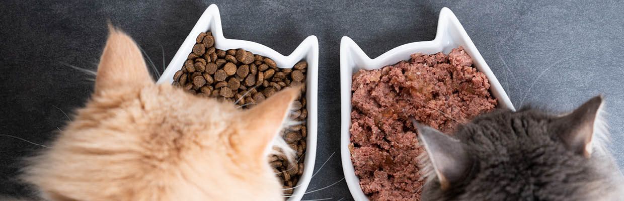 Trockenfutter vs. Nassfutter Katze