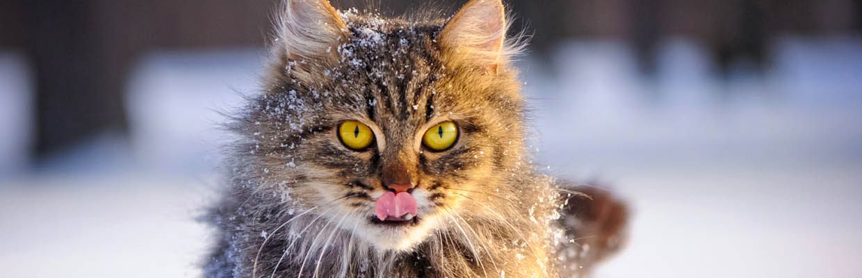 Katze Winter Tipps