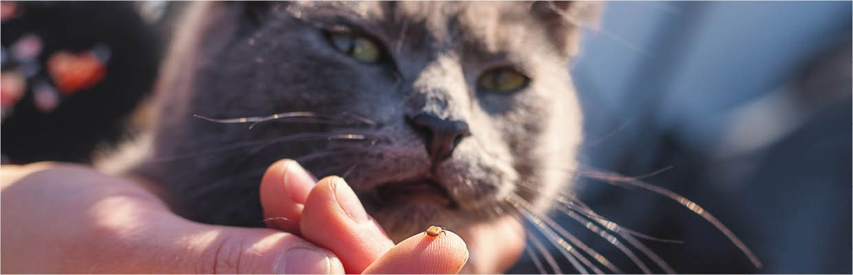 Achtung Zecken Katze
