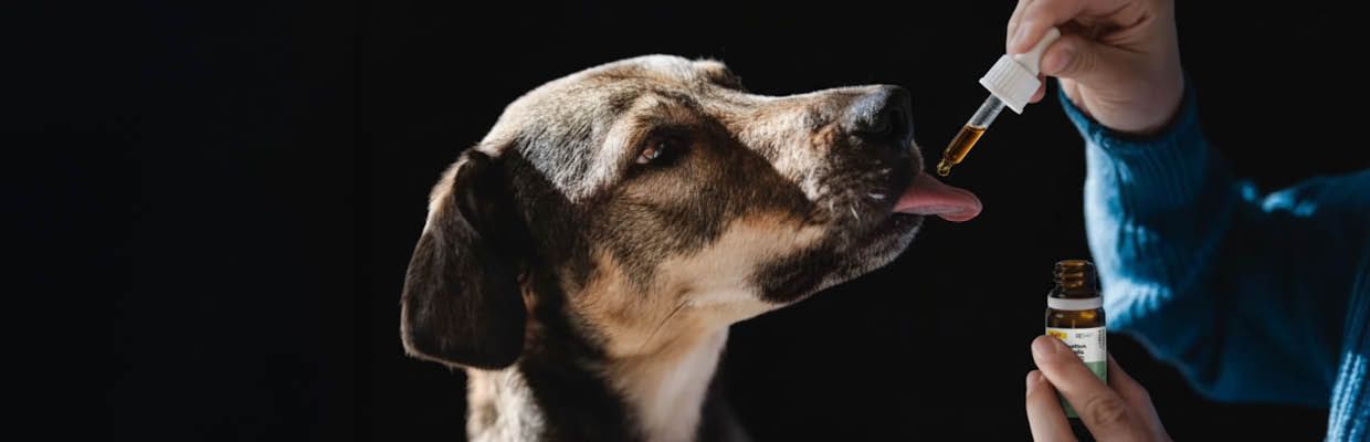 Ergänzungsfuttermittel & Hunde Nahrungsergänzung – Natürlich gesund unterstützen