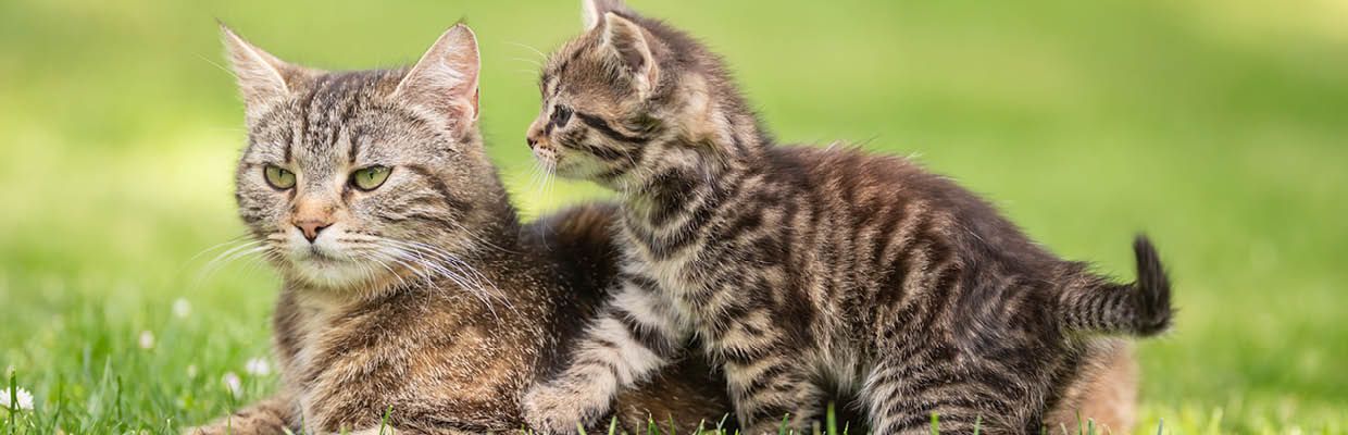 Katzen: Vom Kitten zum Senior