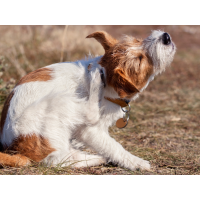 Hund Juckreiz Allergie