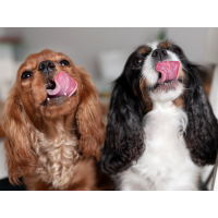 Halbfeuchtfutter für Hunde