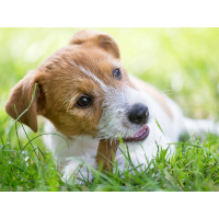 Kauartikel für Hunde