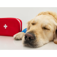 Notfallapotheke Hund