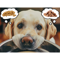 Trockenfutter vs. Nassfutter Hund