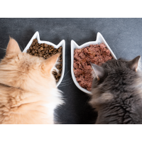 Trockenfutter vs. Nassfutter Katze