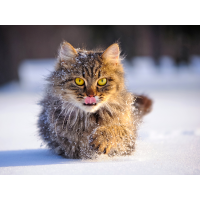 Katze Winter Tipps