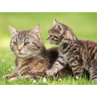 Katzen: Vom Kitten zum Senior