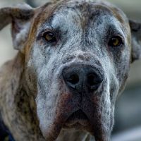 Der richtige Umgang mit Hunden im Alter