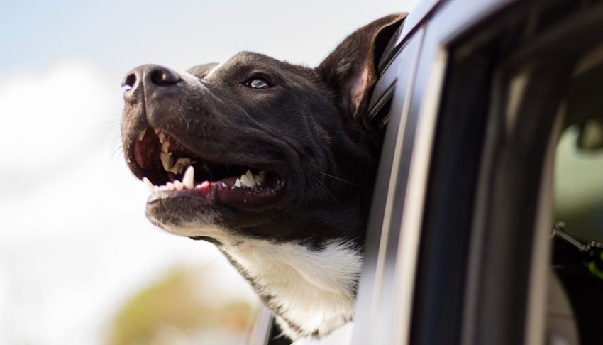 Autofahrt mit Hund – Verschiedene Möglichkeiten