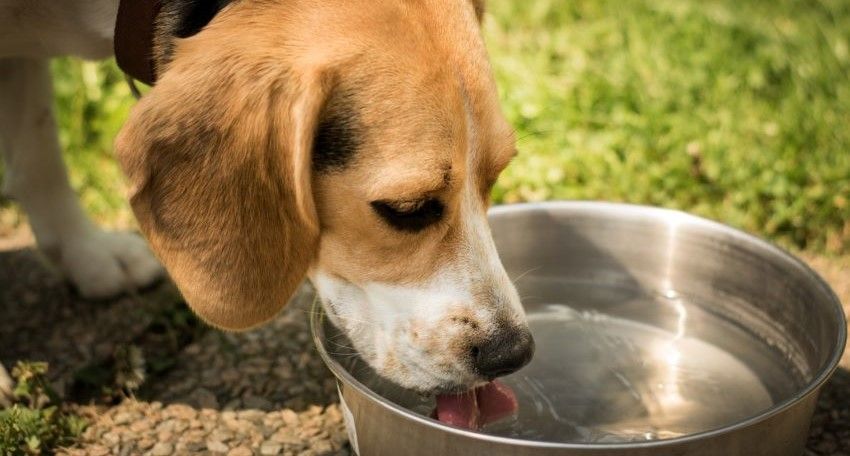 Wie stelle ich sicher, dass mein Hund genug trinkt?