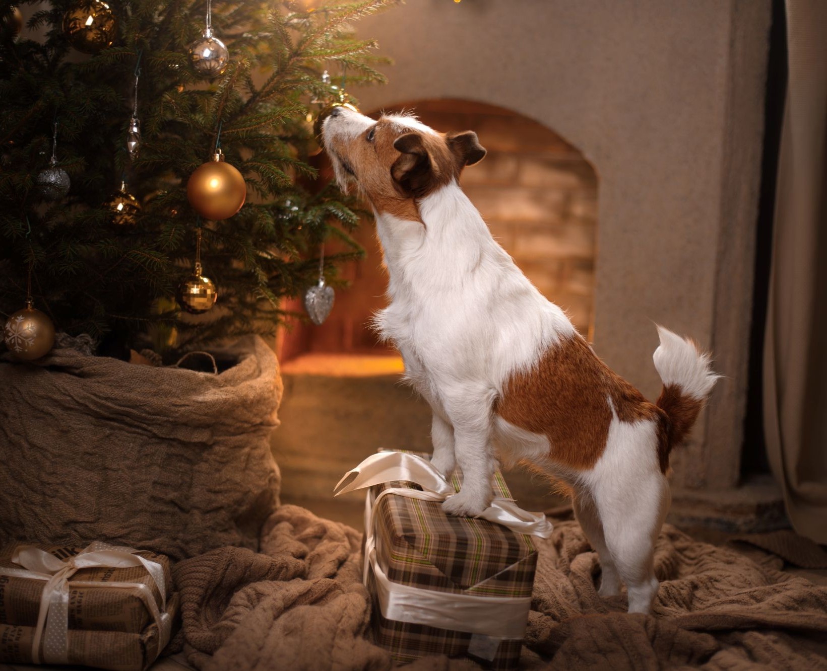 Hundesichere Dekoration