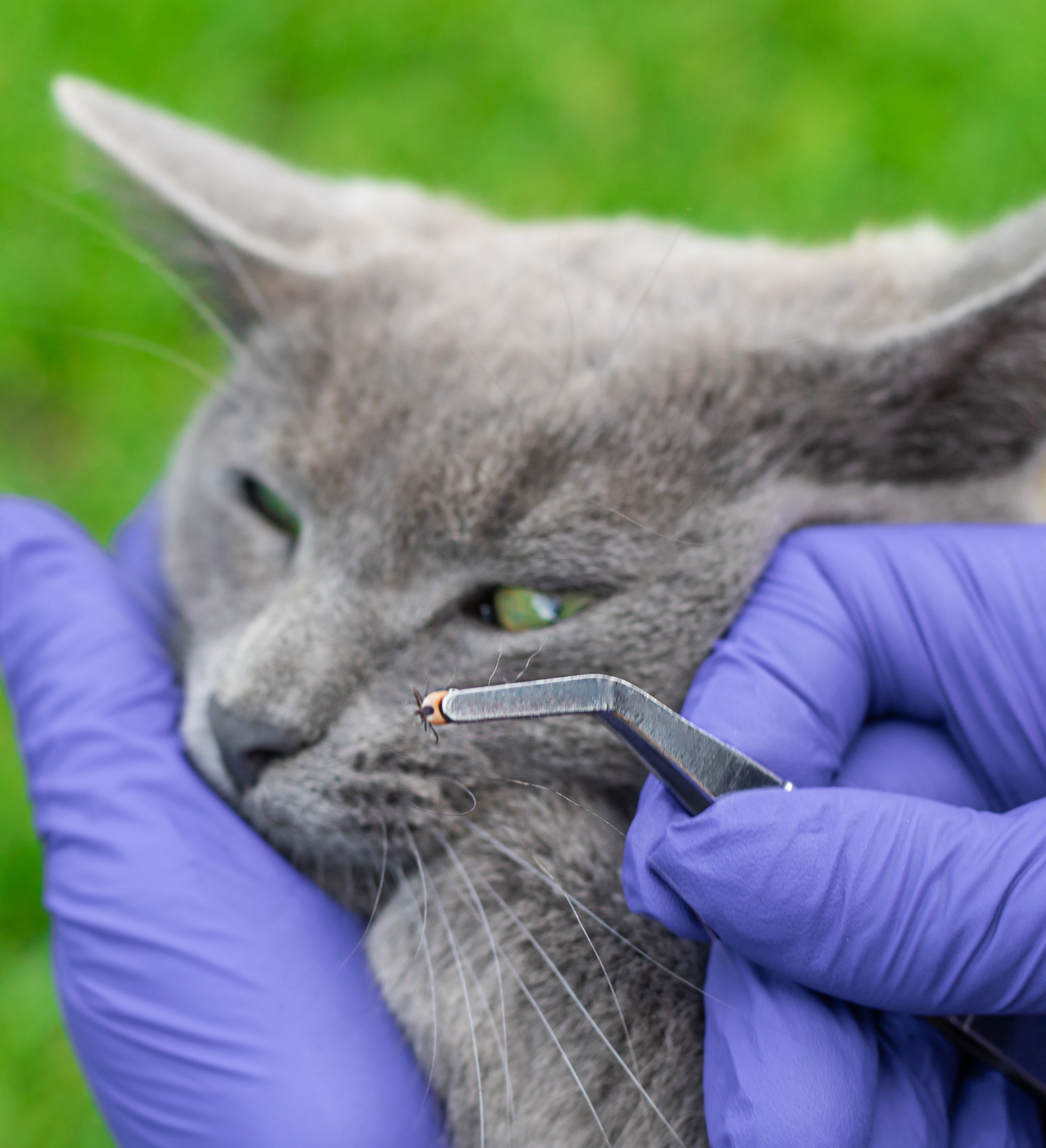 Zecke entfernen Katze