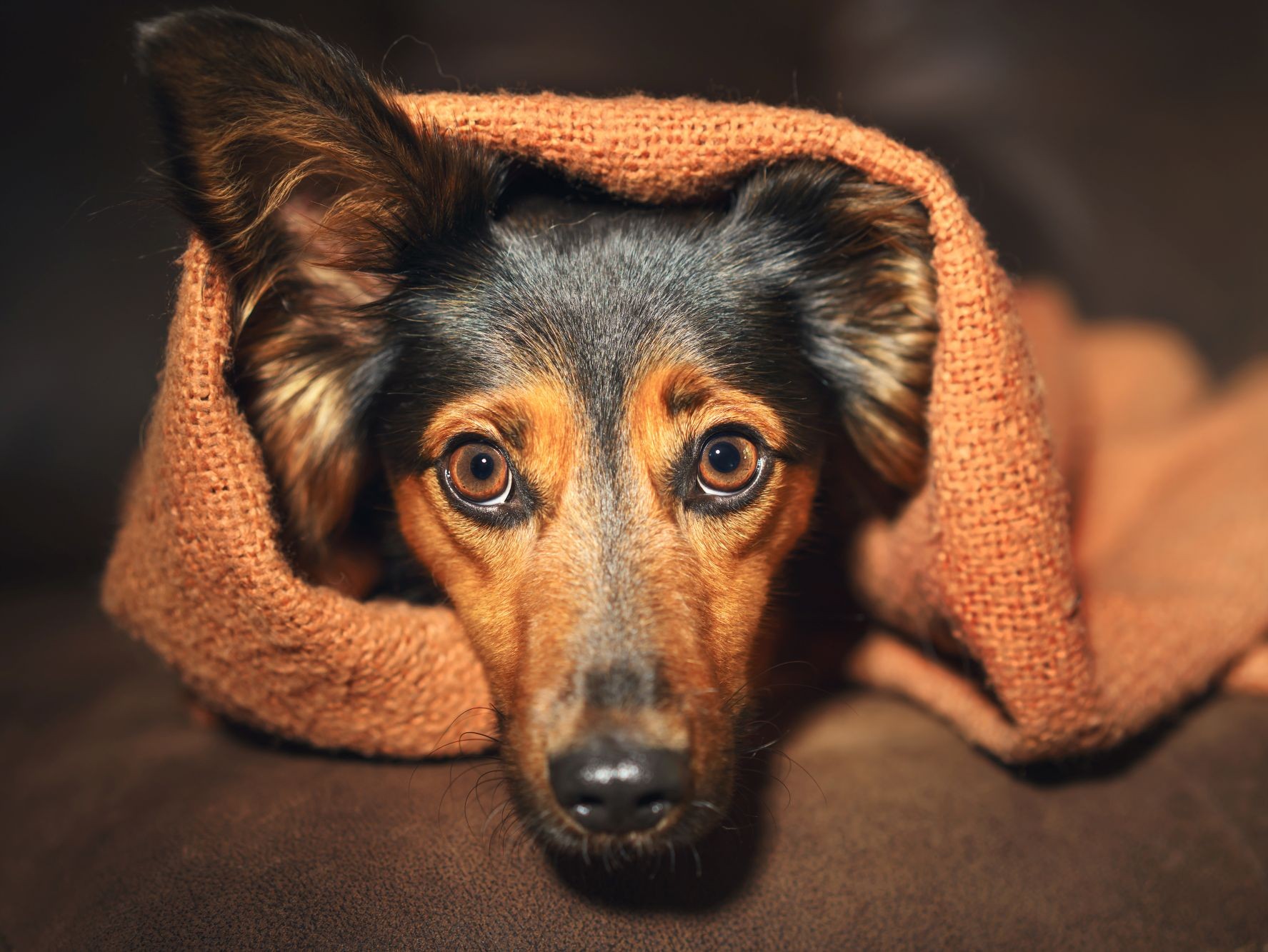 Angst beim Hund erkennen