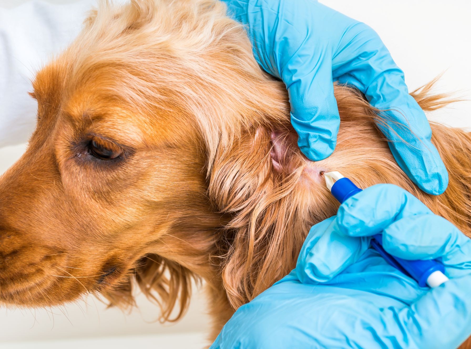 Zecke entfernen Hund