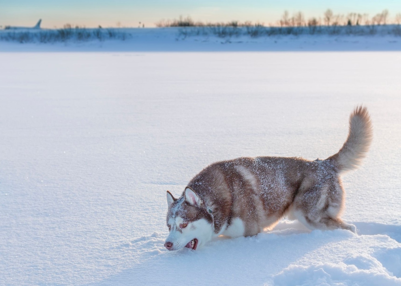 Hilfe, mein Hund frisst Schnee