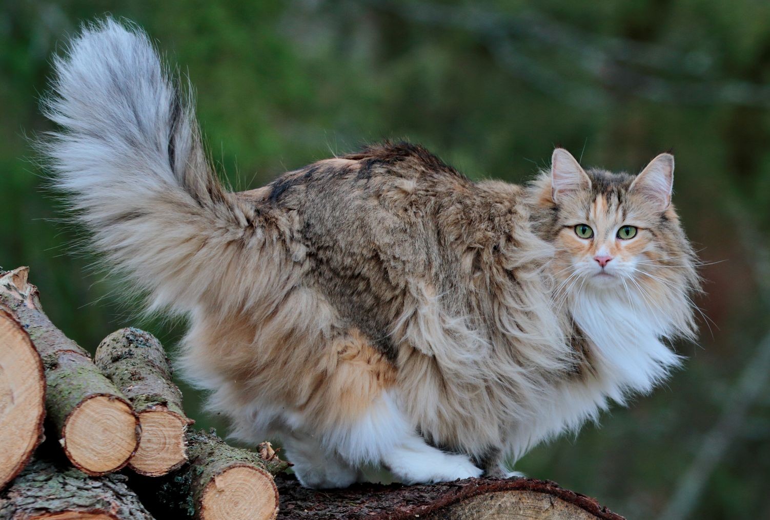Fellwechsel bei der Katze: Hormone als Taktgeber