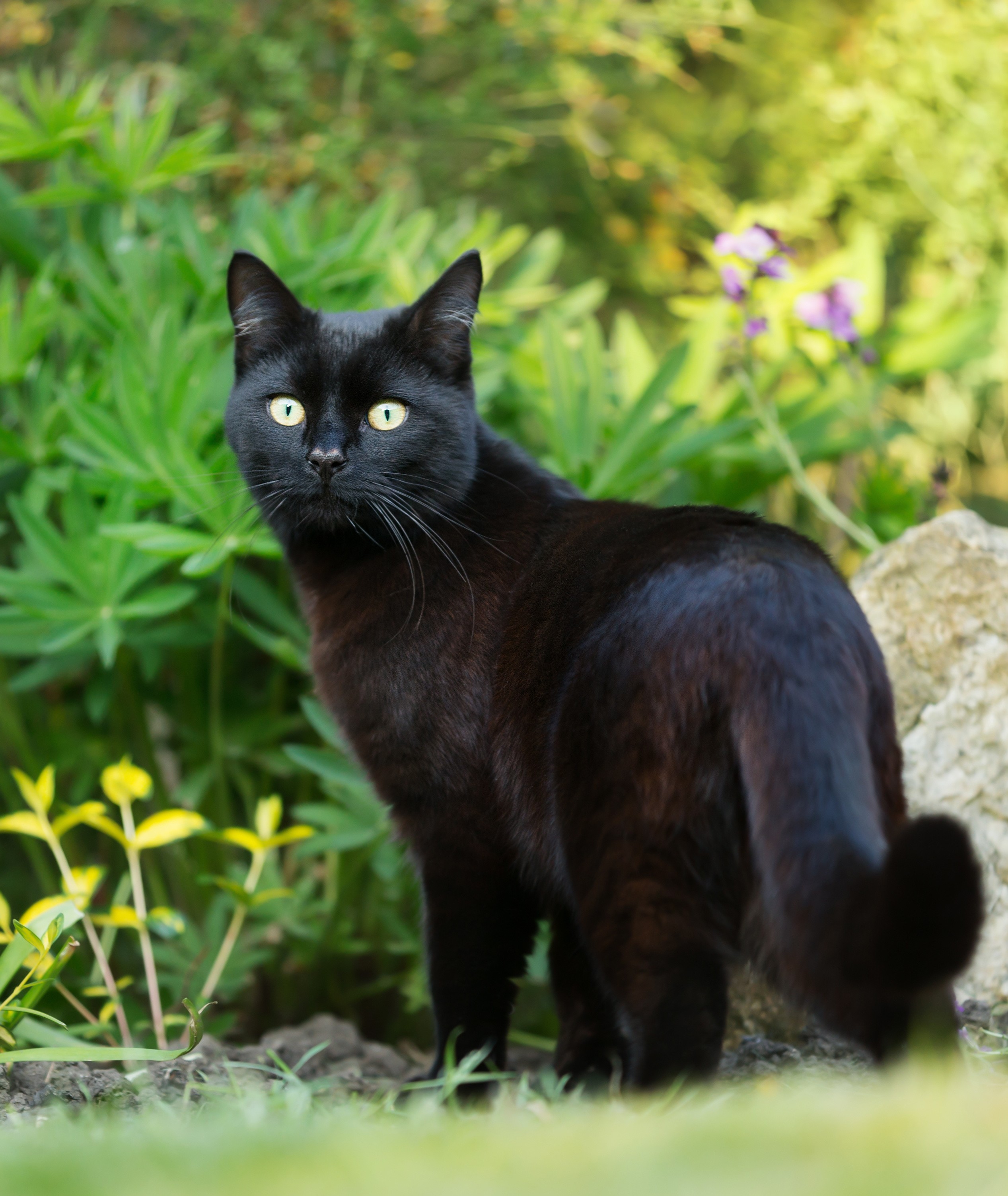 Katze im Garten Zeckenschutz