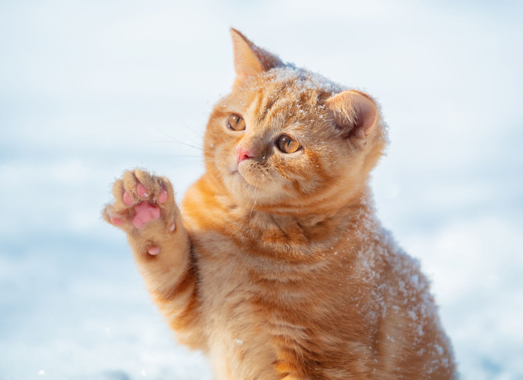 Pfotenpflege bei Freig&auml;nger-Katzen