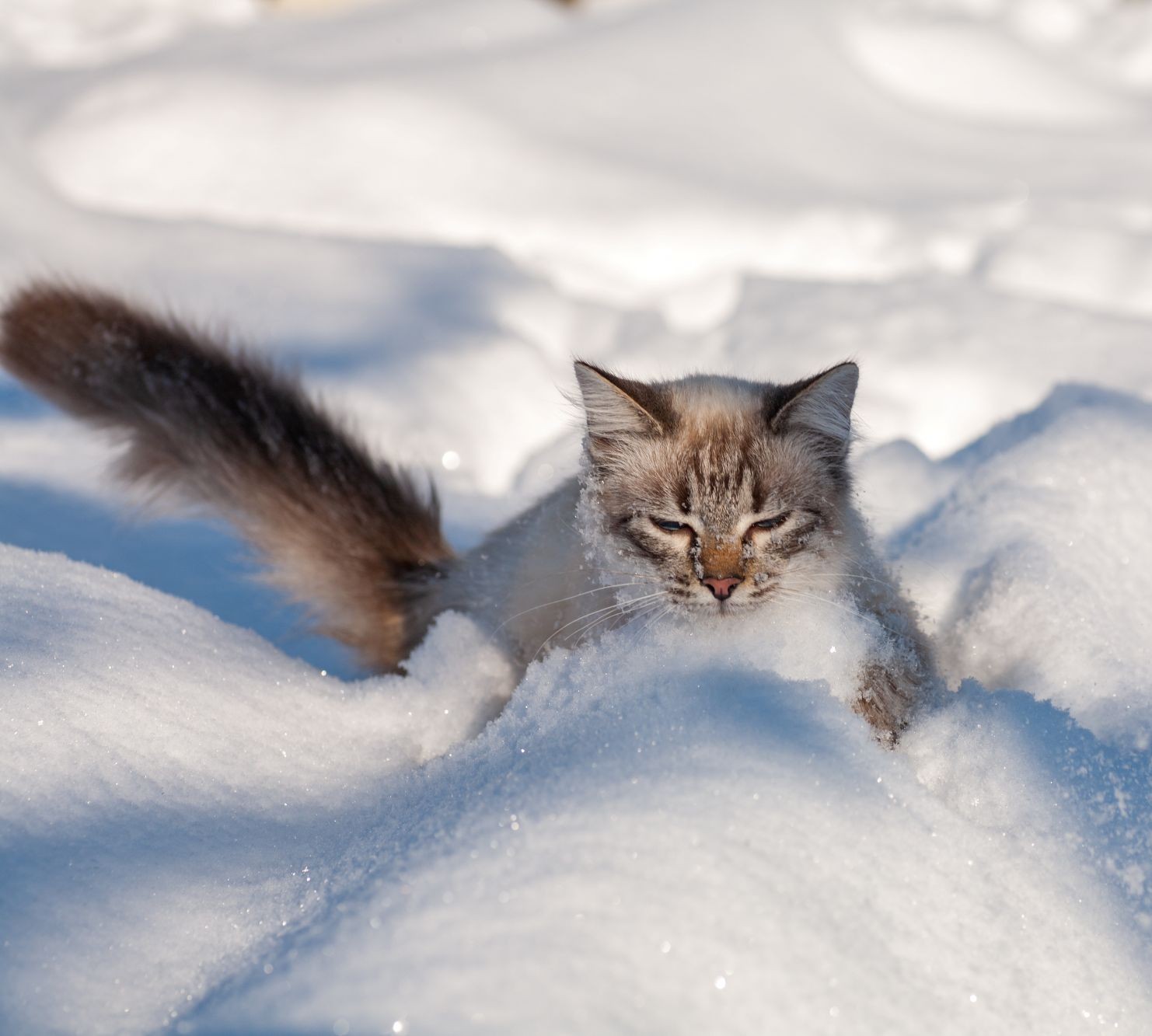 Was, wenn meine Katze Schnee frisst?