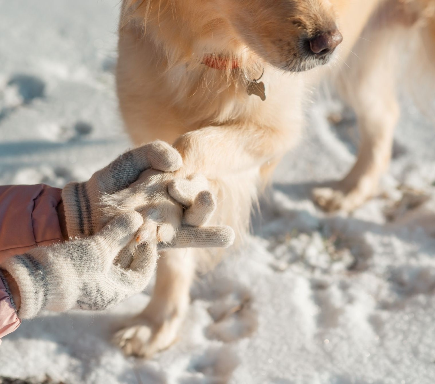 Die richtige Pfotenpflege im Winter
