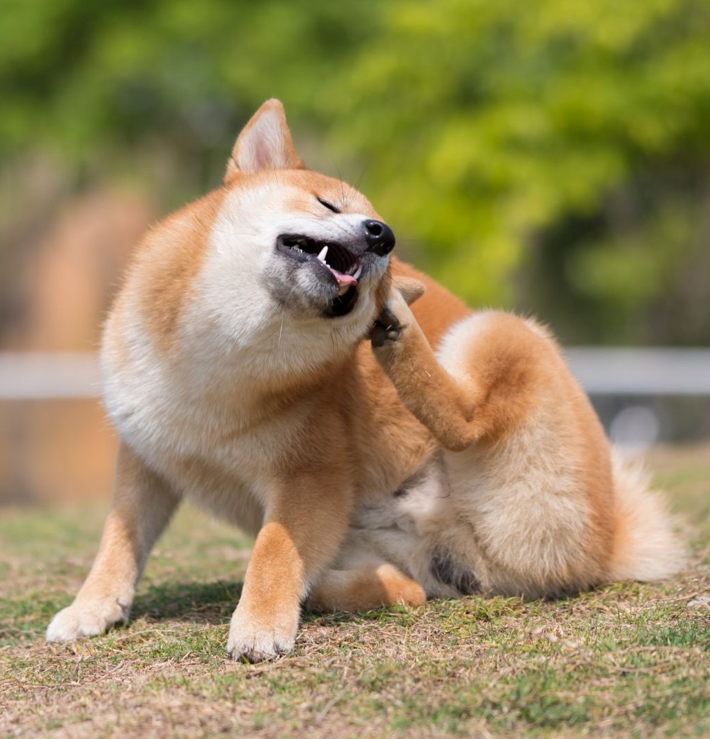 Hund Juckreiz 