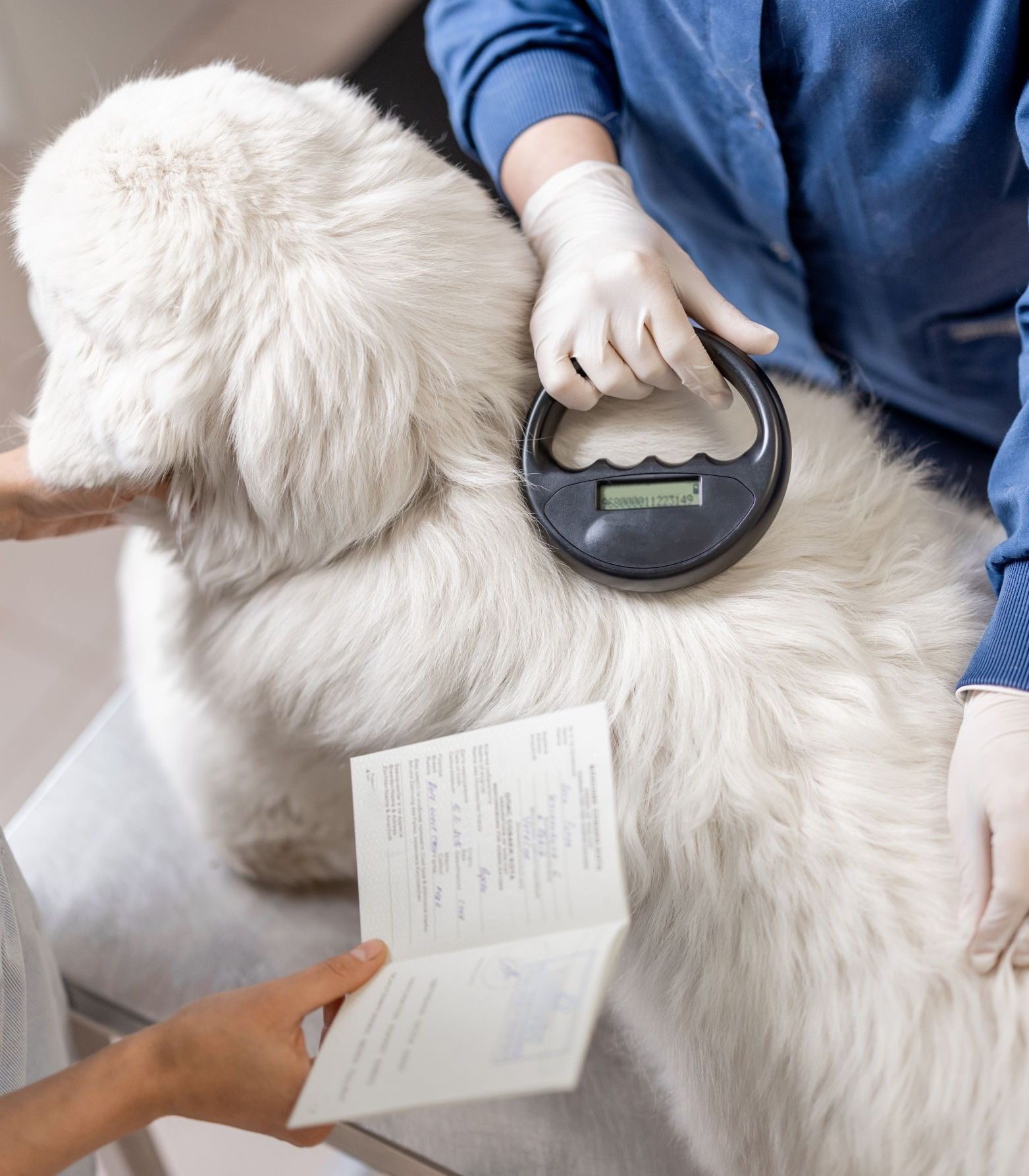 Tier&auml;rztliche Kontrolle vor dem Reisen mit Hund