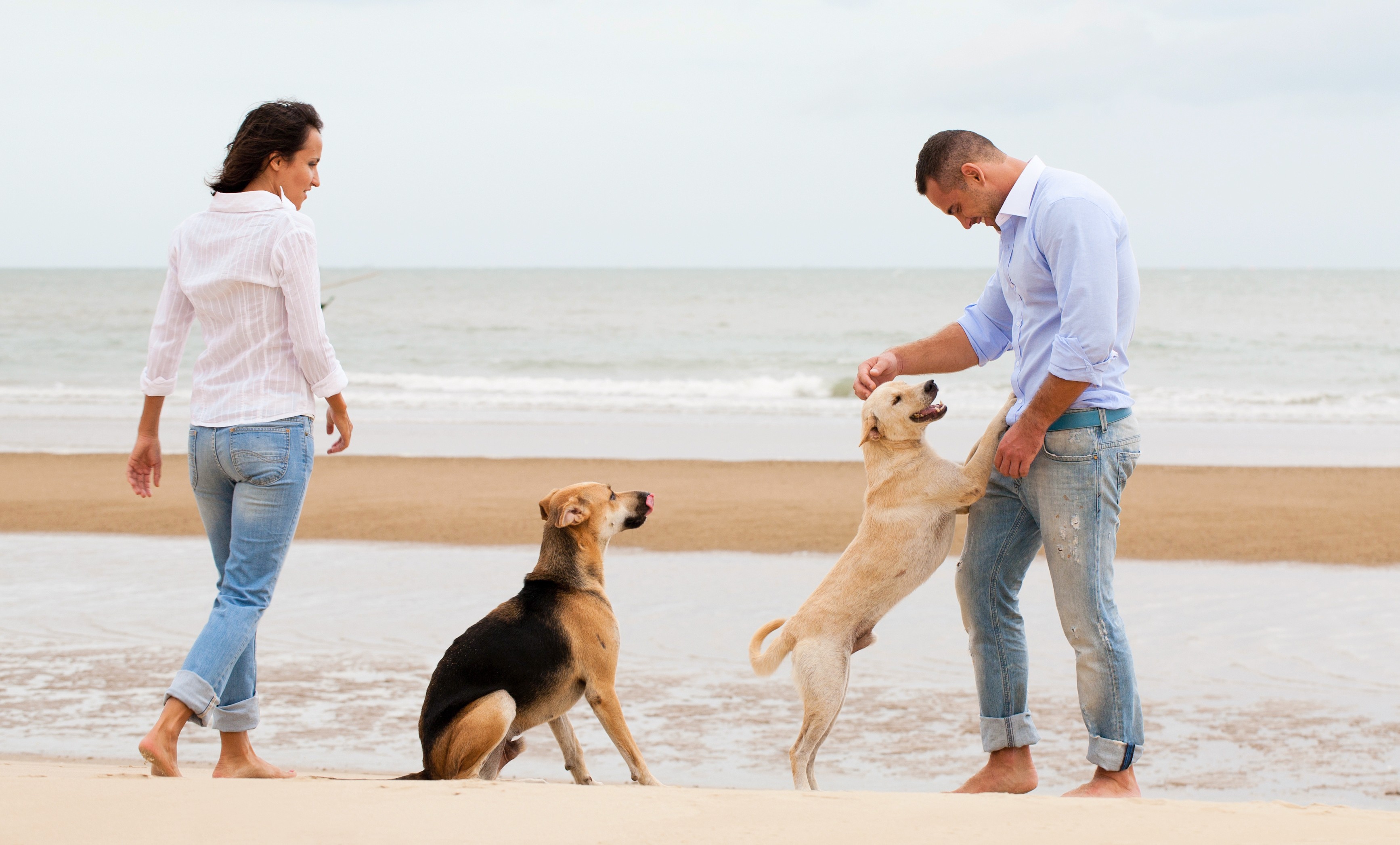 Reisen mit Hund: Vorteile