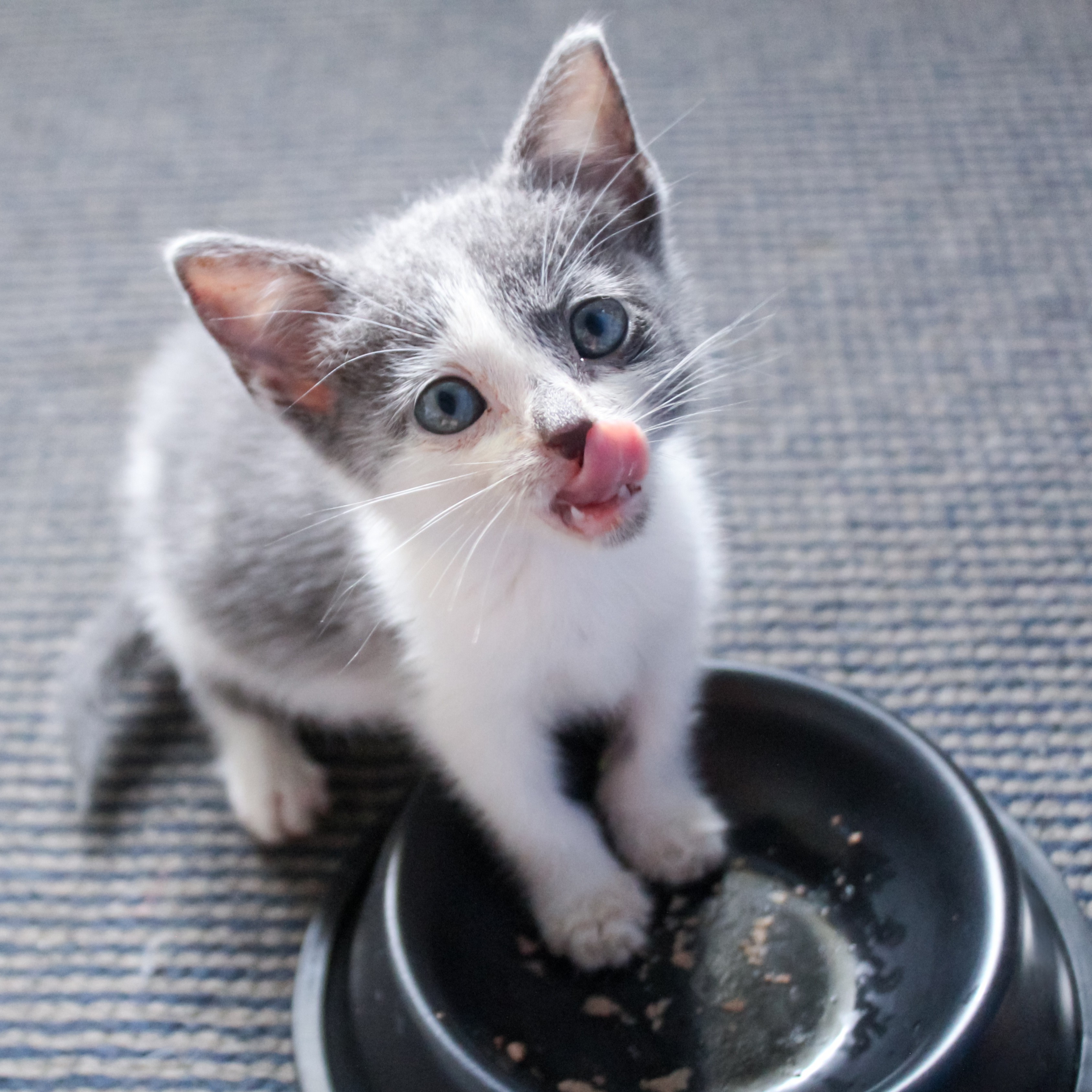 Das richtige Futter f&uuml;r meine Katze