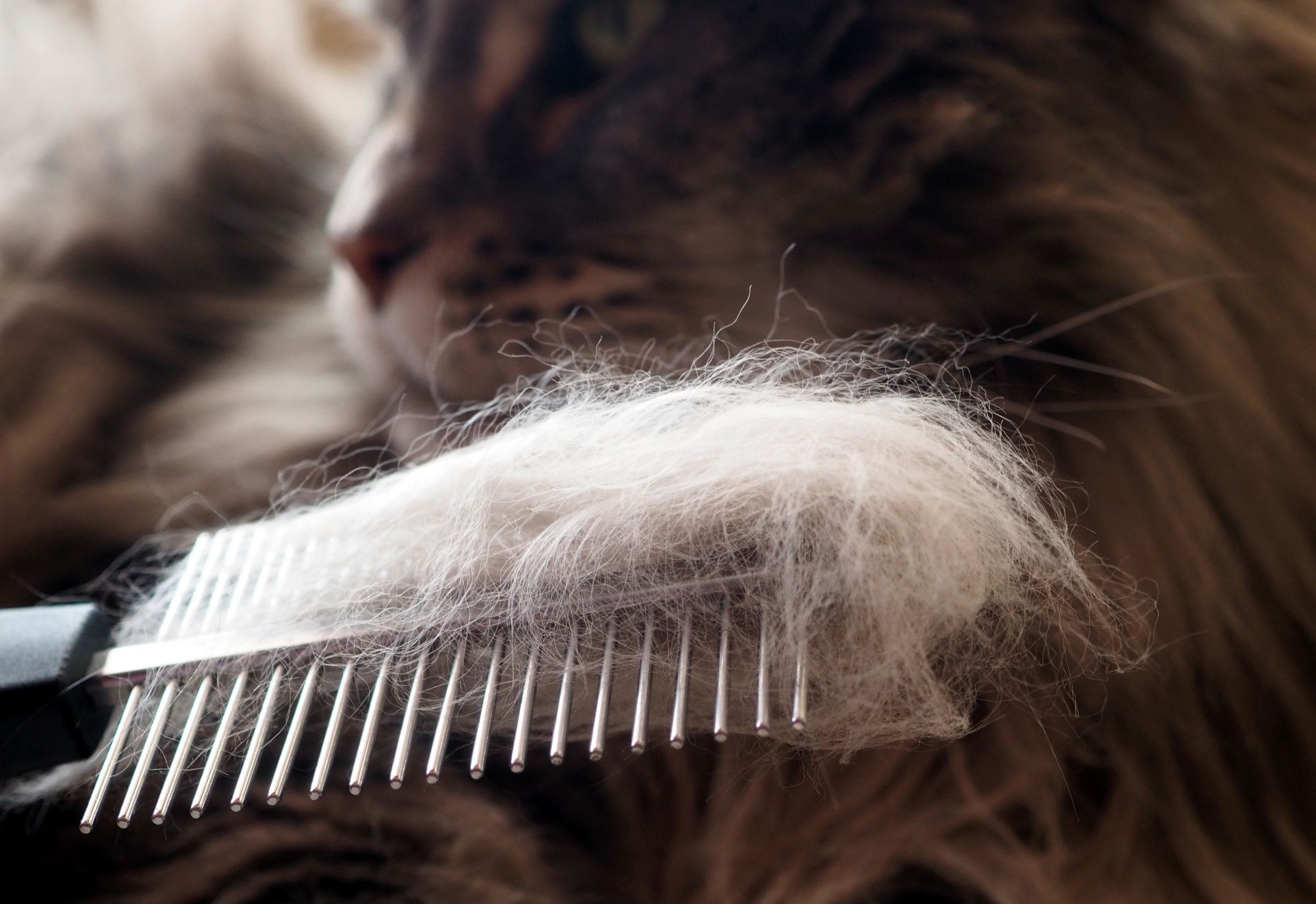 Zweck des Fellwechsels