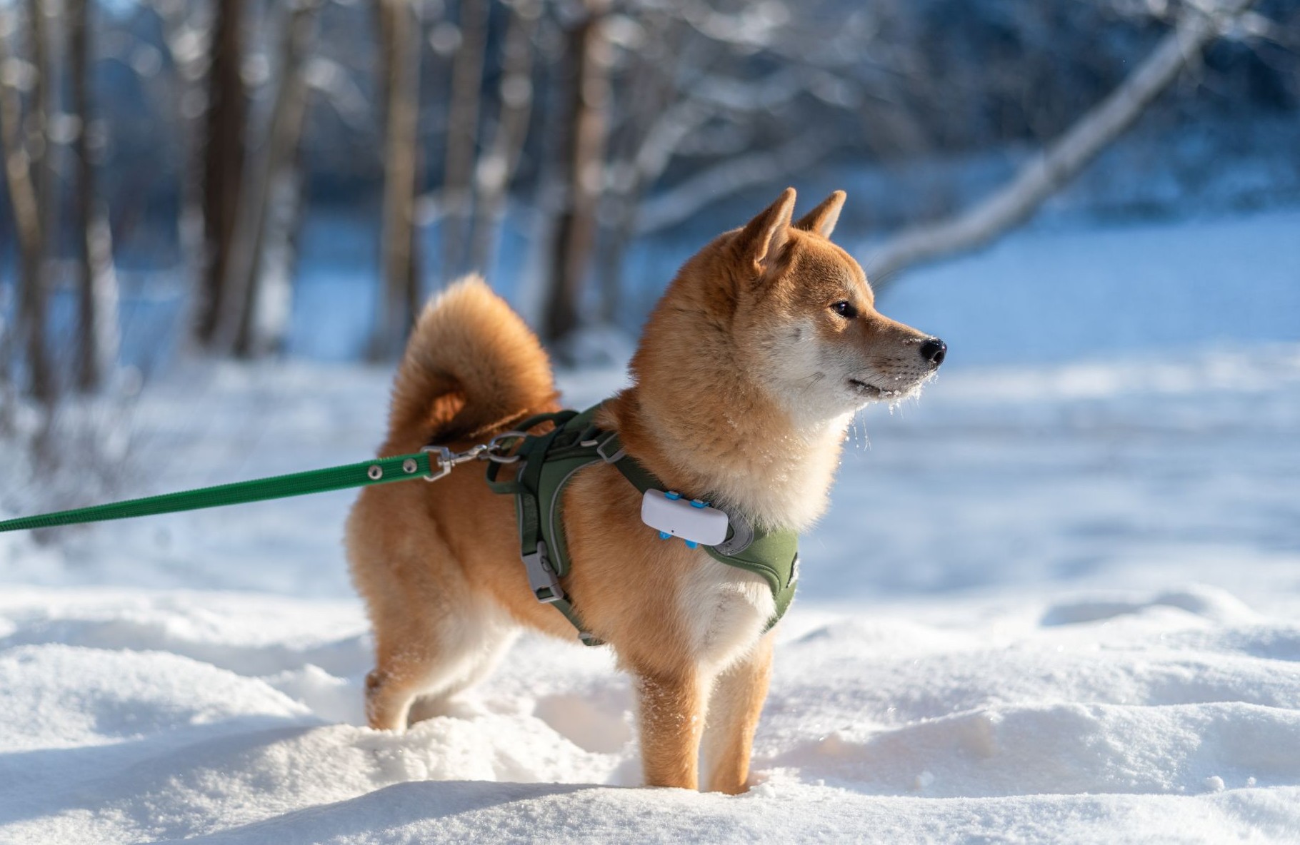 Sichere Spazierg&auml;nge &uuml;ber die Festtage