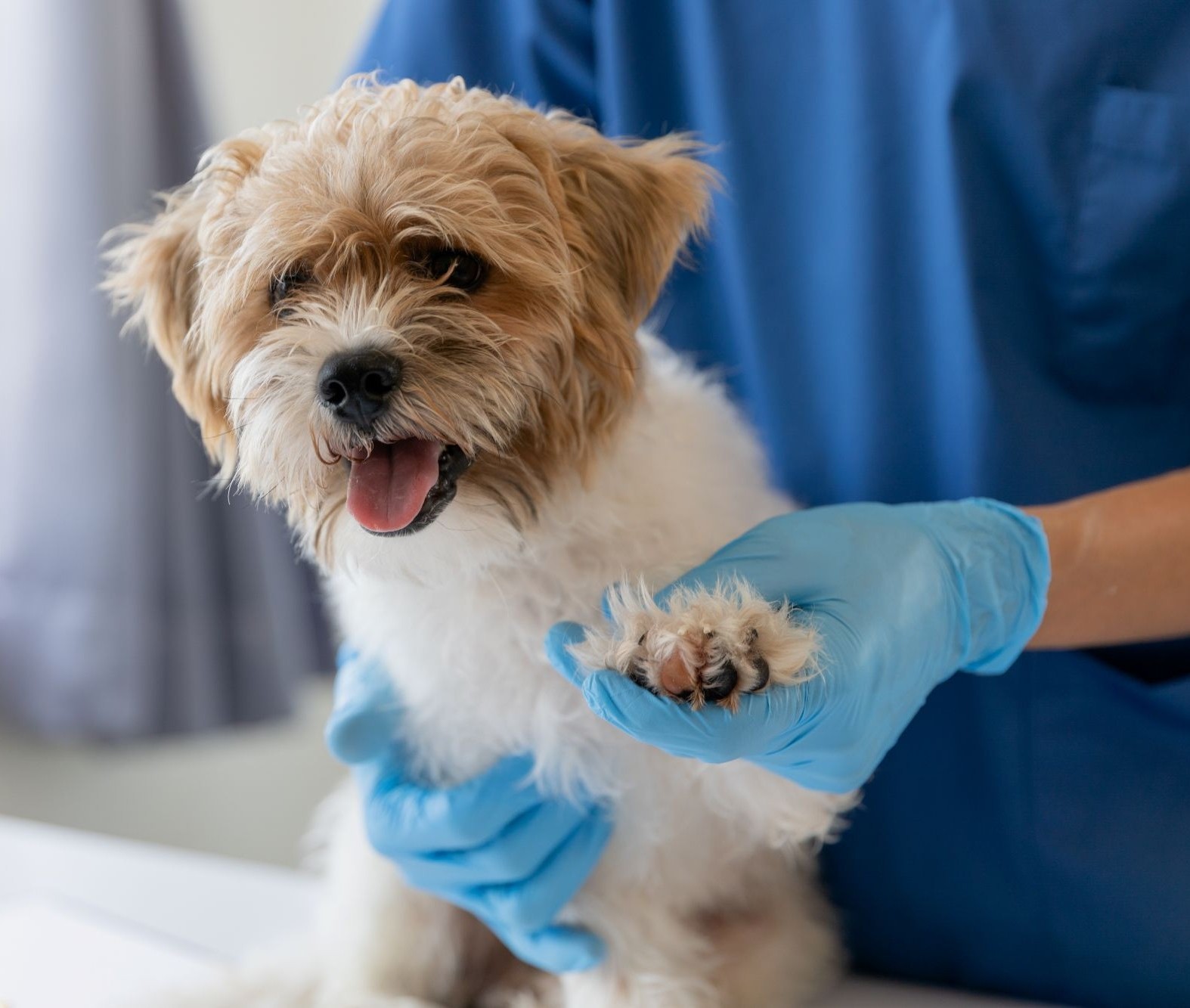 Wirklich eine Futtermittelallergie?