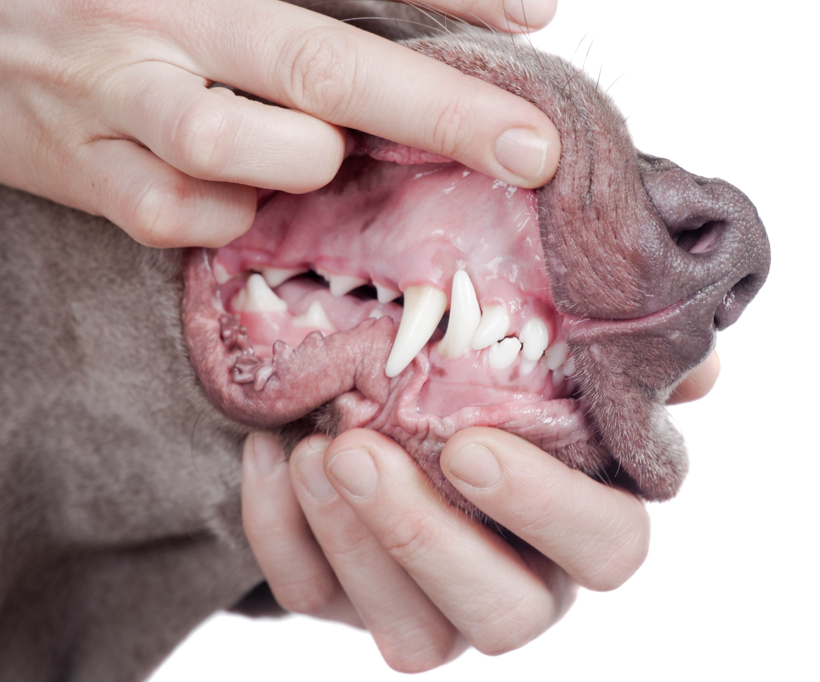 Das Gebiss eines Hundes