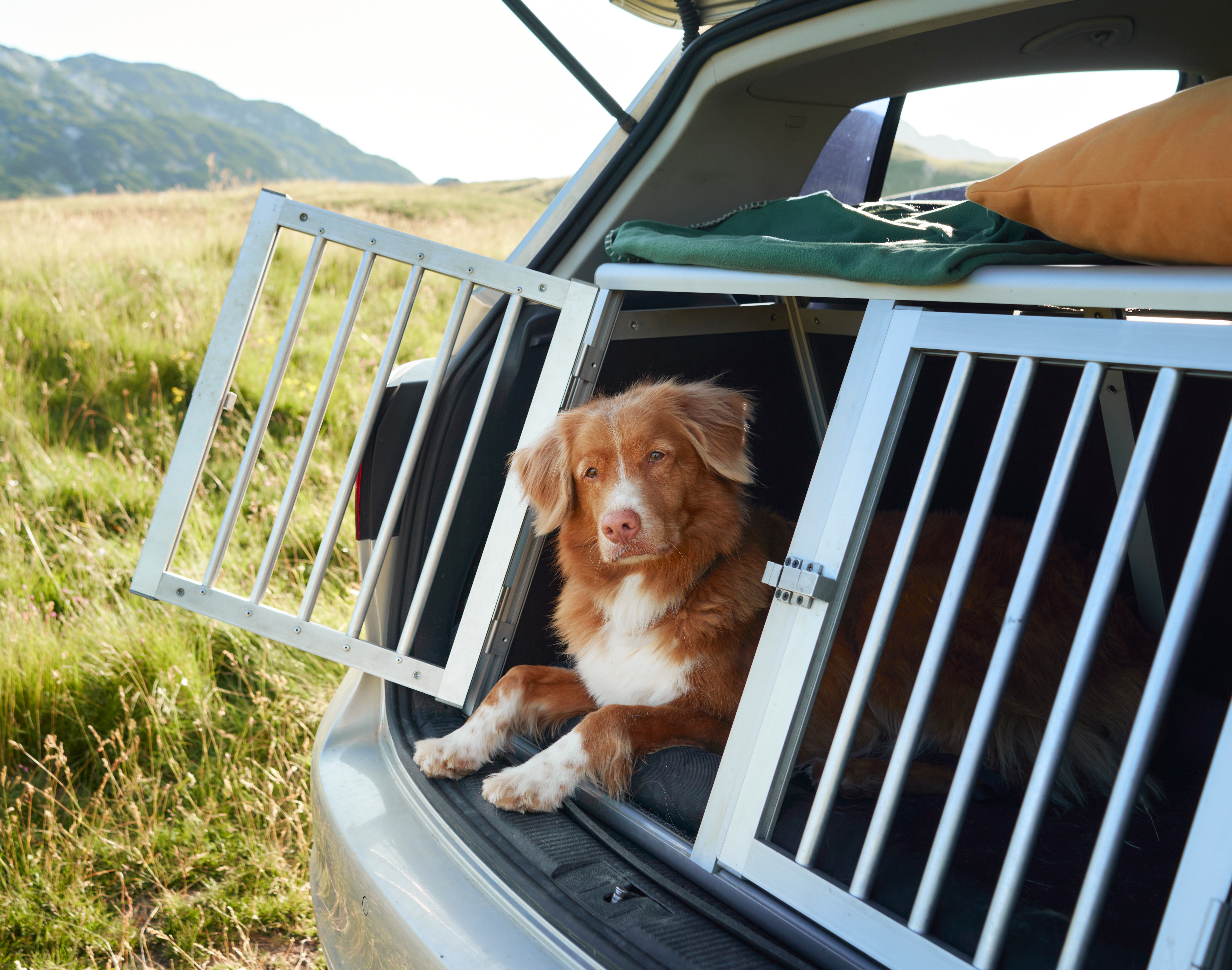 Den Hund richtig transportieren