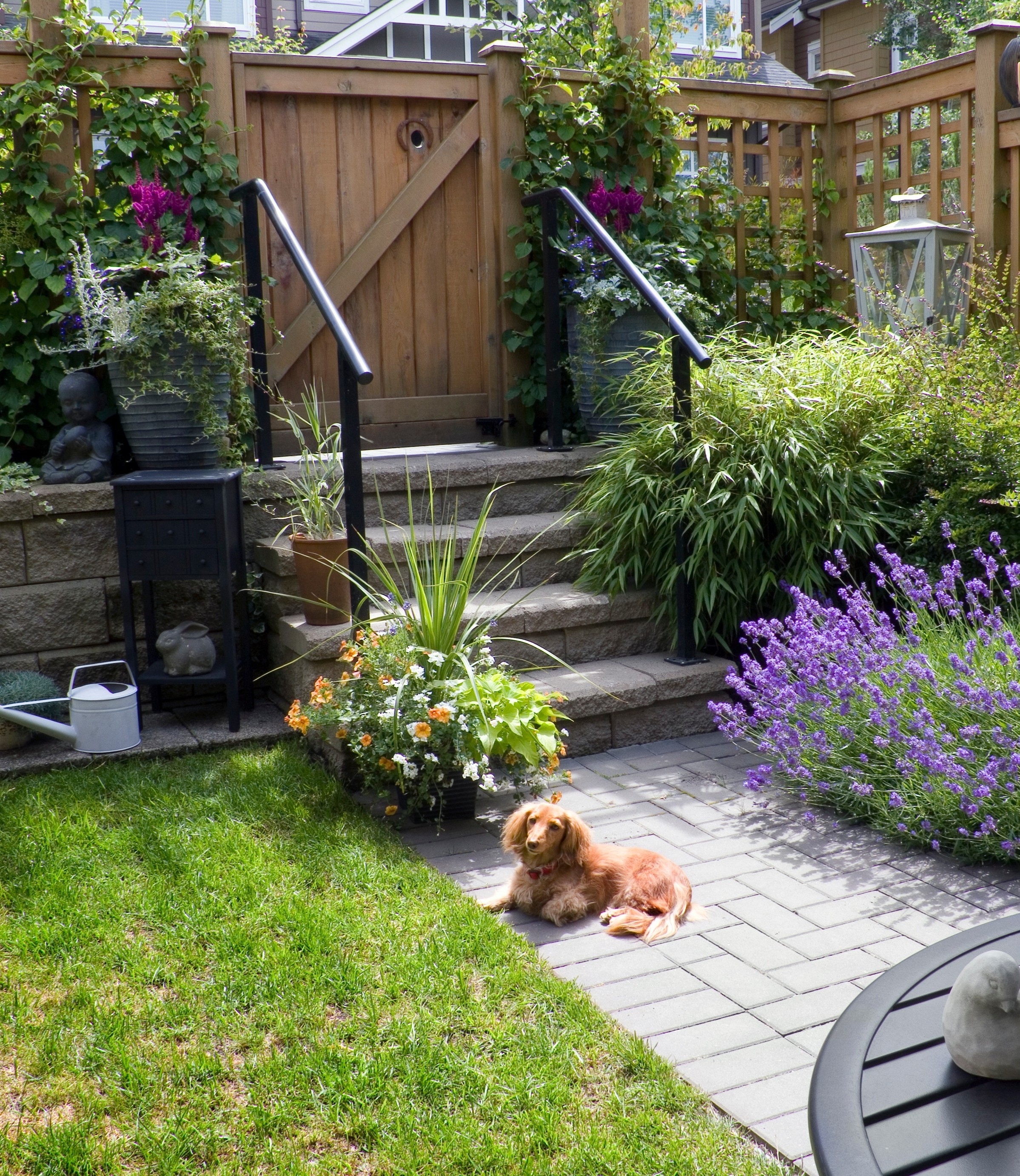 Hund im Garten Zeckenschutz