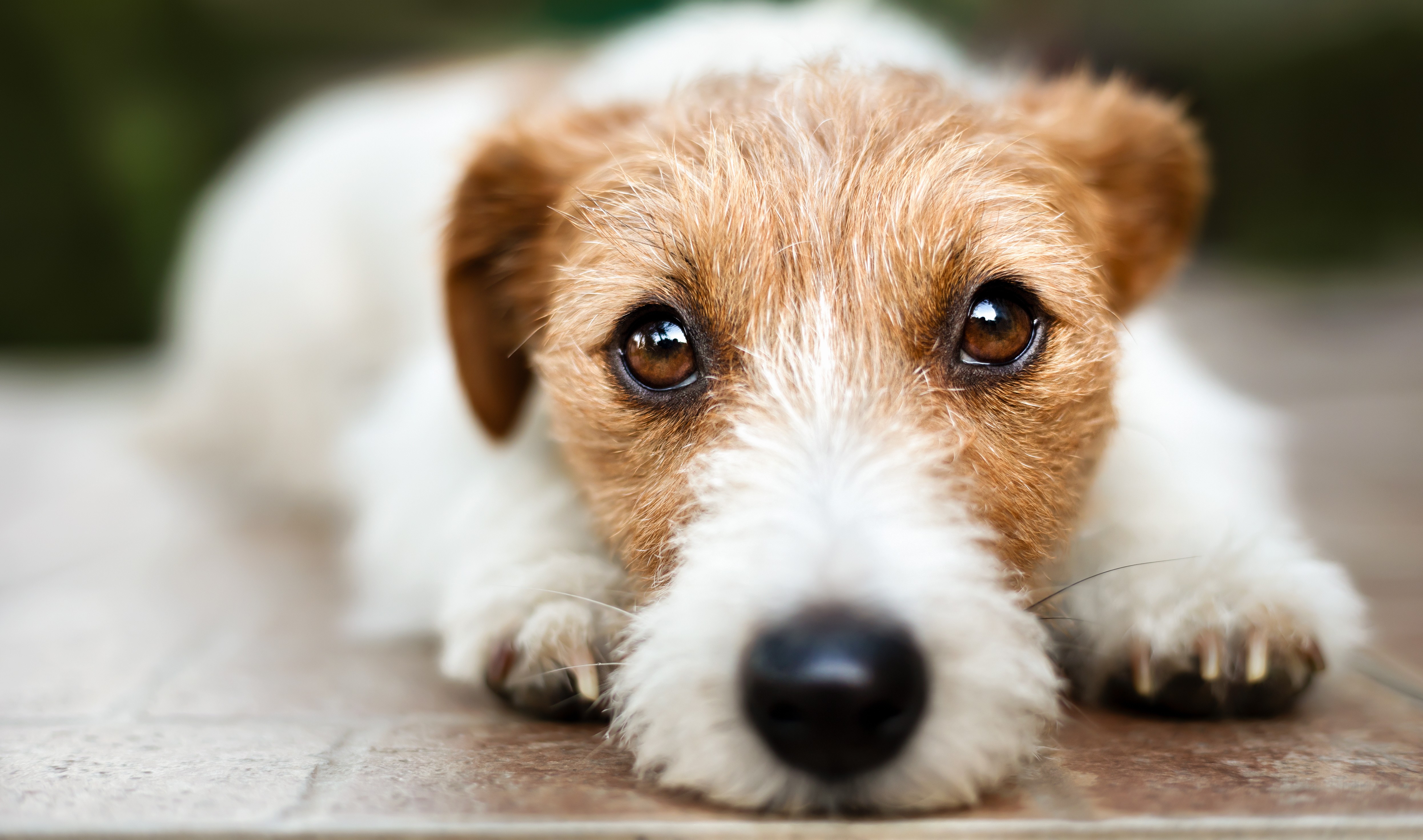 Halbfeuchtfutter Hund Nachteile