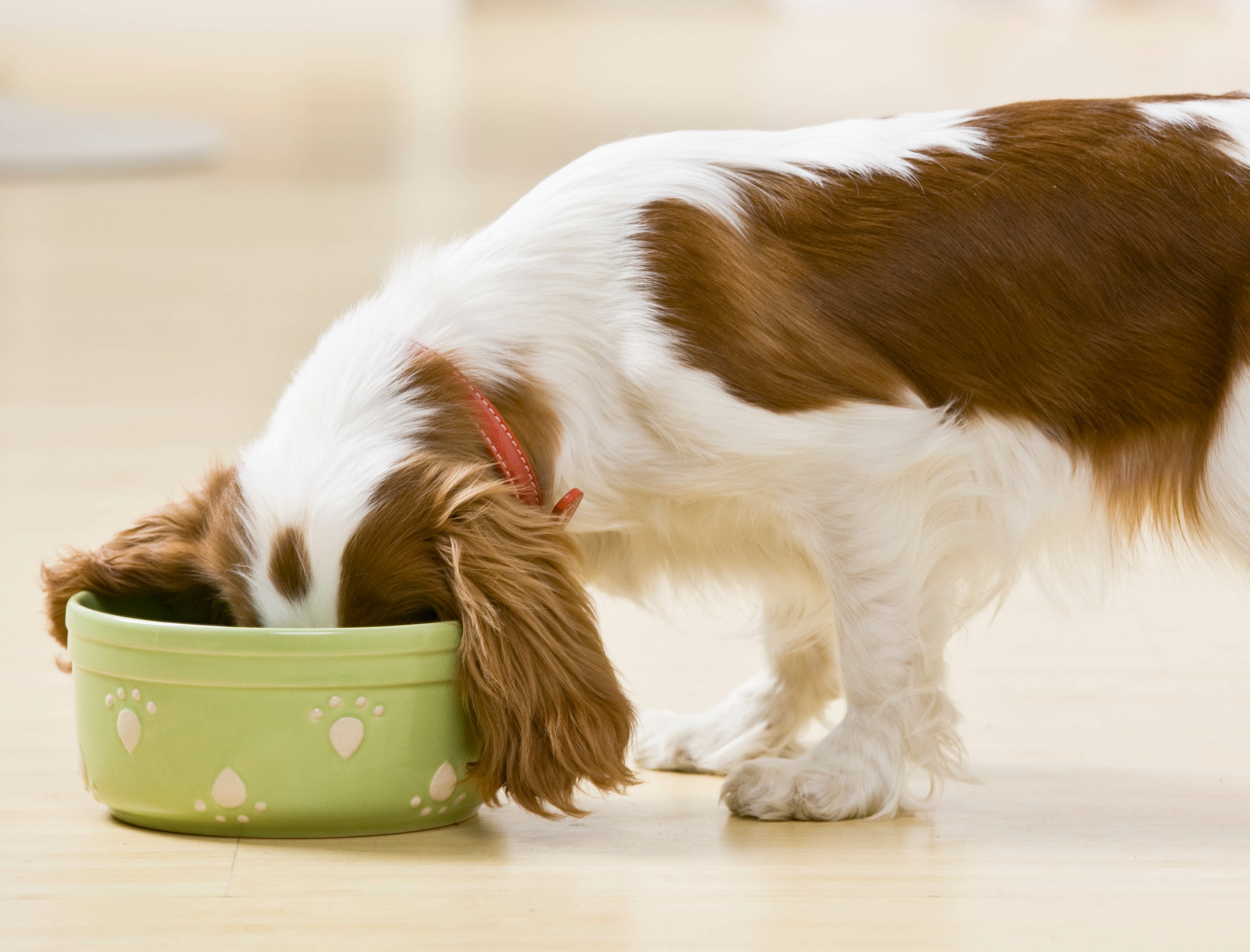 Halbfeuchtfutter Hund