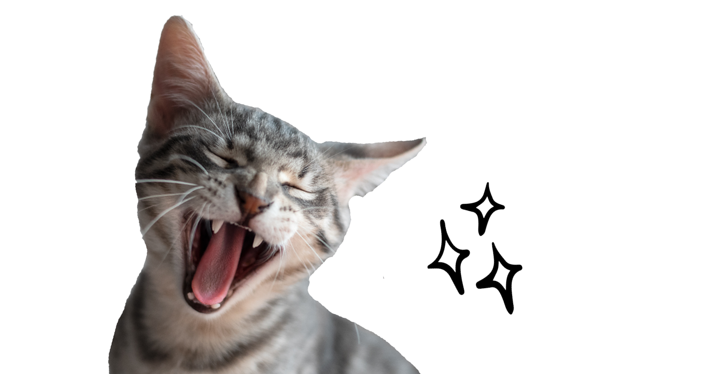 Zahngesundheit Katze