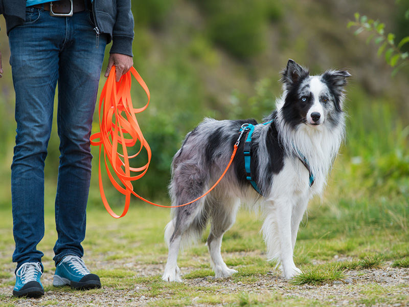 Wandern mit Hund