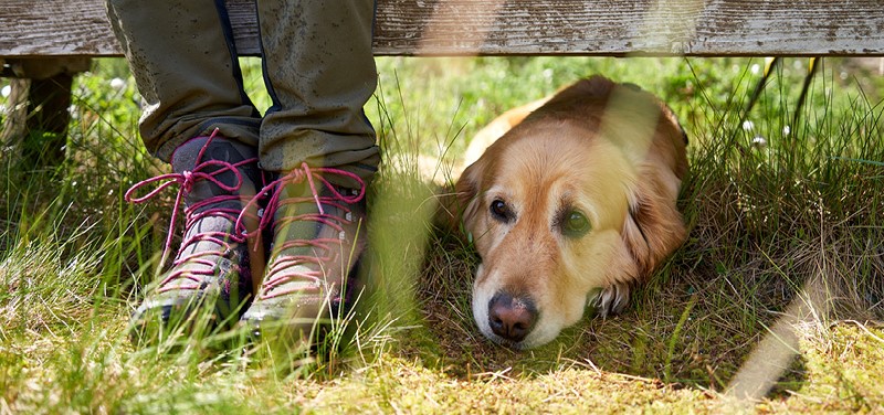 Wandern mit Hund